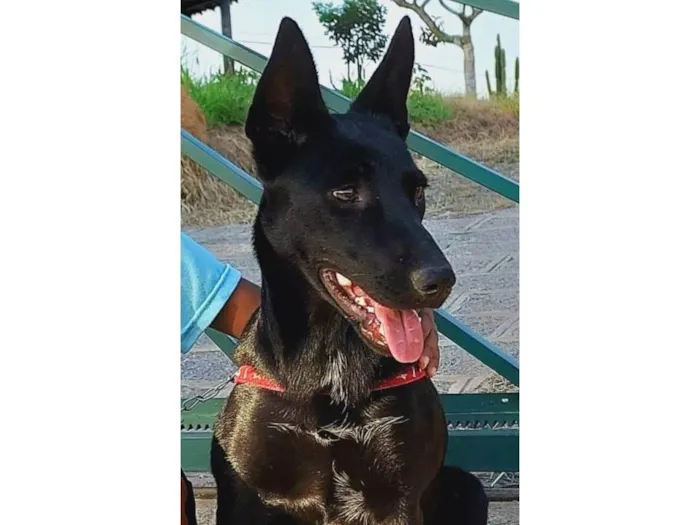 Cachorro raça Sem raca idade 7 a 11 meses nome Luma