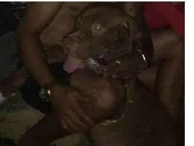 Cachorro ra a Pitbull idade 1 ano nome beira mar