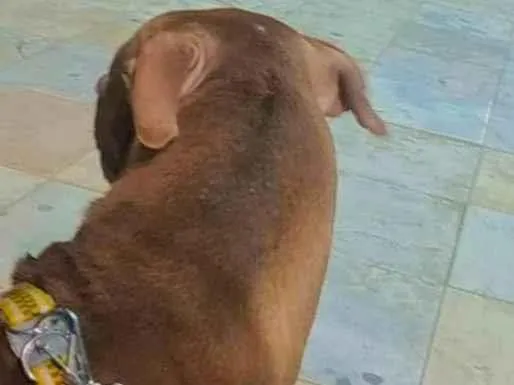 Cachorro ra a Pitbull idade 1 ano nome beira mar