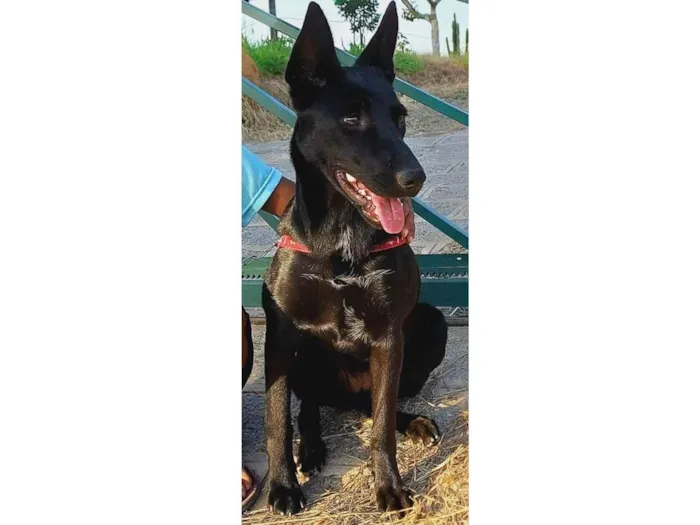 Cachorro raça Sem raca idade 7 a 11 meses nome Luma