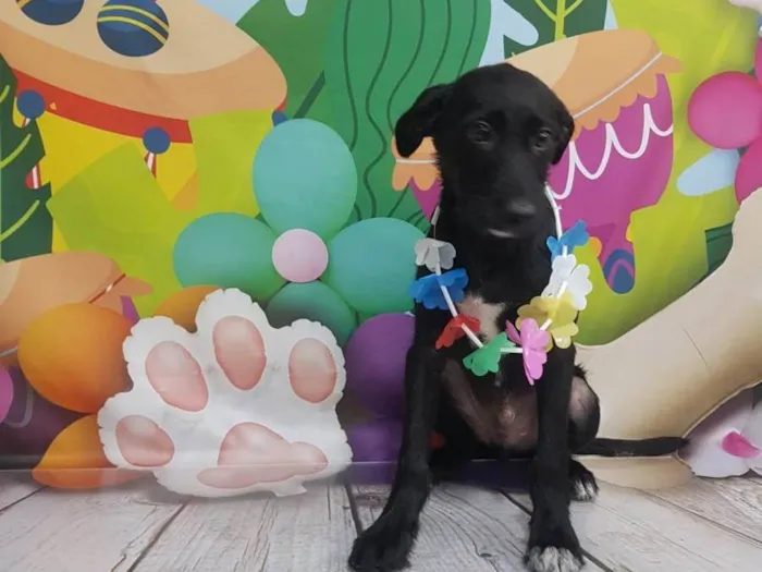 Cachorro ra a Srd idade 2 a 6 meses nome Não tem