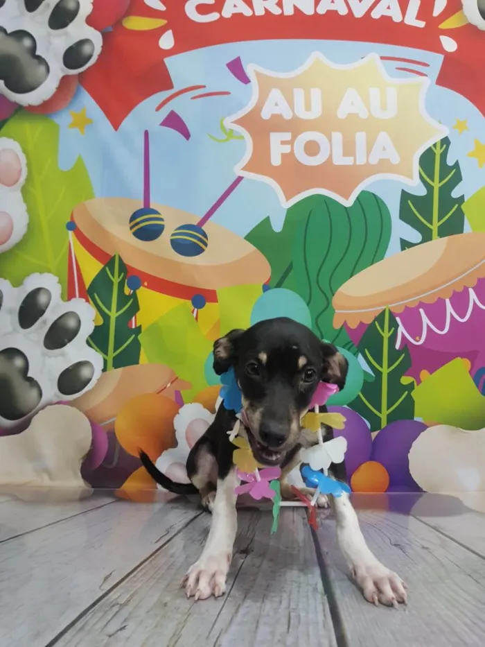 Cachorro ra a Srd idade 2 a 6 meses nome Ñ tem