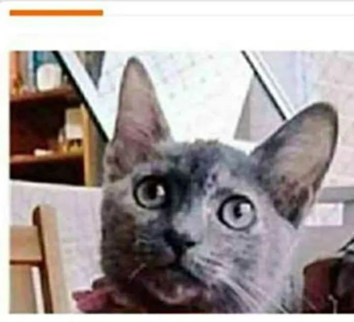 Gato ra a srd escaminha  idade 7 a 11 meses nome MARIA