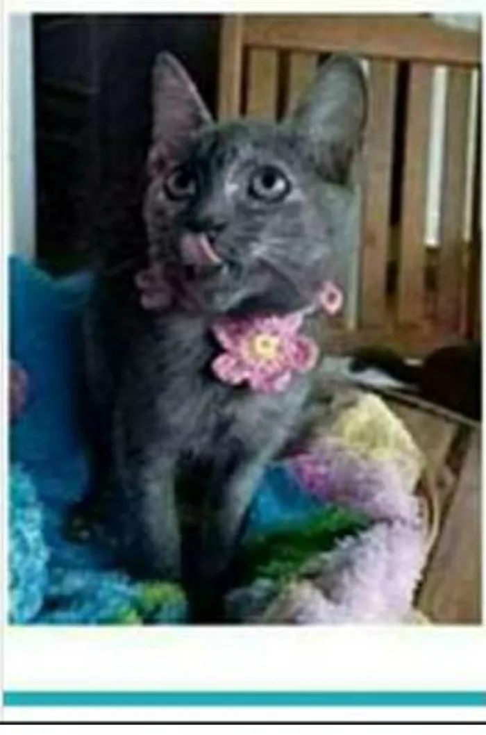 Gato ra a srd escaminha  idade 7 a 11 meses nome MARIA