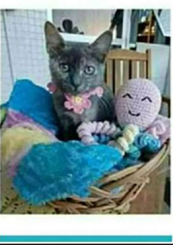 Gato ra a srd escaminha  idade 7 a 11 meses nome MARIA