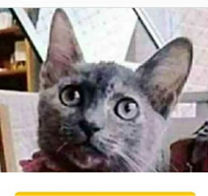 Gato ra a srd escaminha  idade 7 a 11 meses nome MARIA