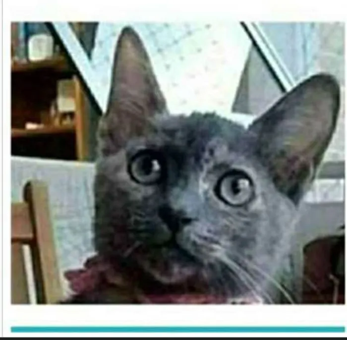 Gato ra a srd escaminha  idade 7 a 11 meses nome MARIA