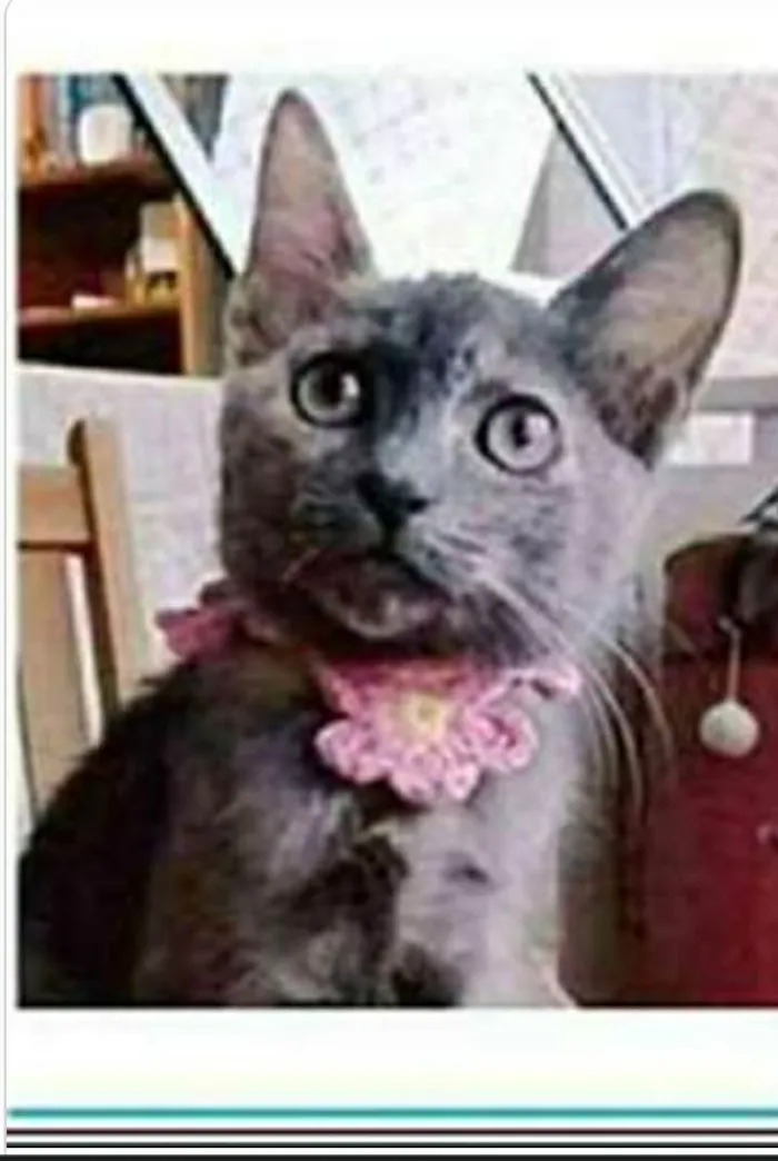 Gato ra a srd escaminha  idade 7 a 11 meses nome MARIA