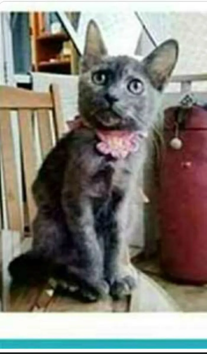 Gato ra a srd escaminha  idade 7 a 11 meses nome MARIA