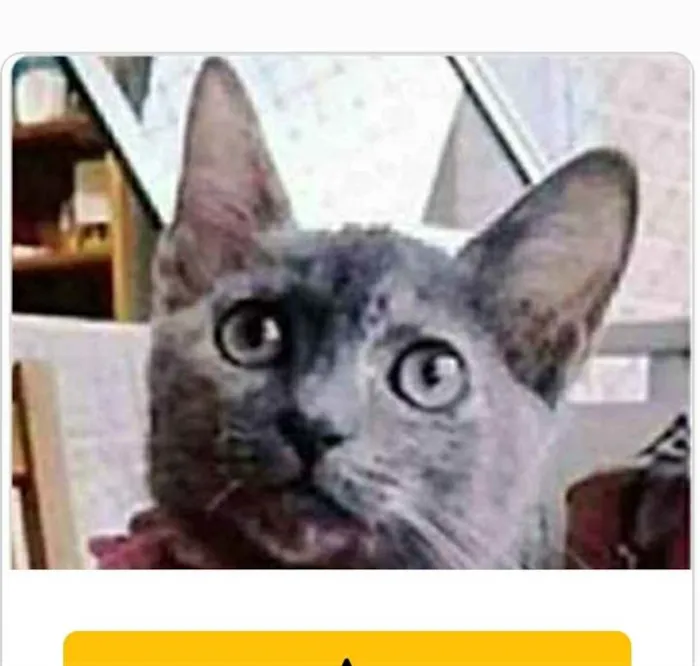 Gato ra a srd escaminha  idade 7 a 11 meses nome MARIA