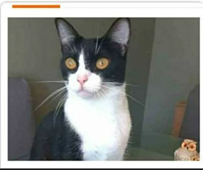 Gato ra a srd frajolinha  idade 2 anos nome MARGÔ 