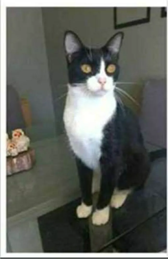 Gato ra a srd frajolinha  idade 2 anos nome MARGÔ 