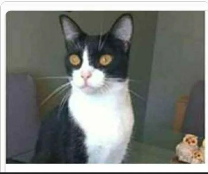 Gato ra a srd frajolinha  idade 2 anos nome MARGÔ 
