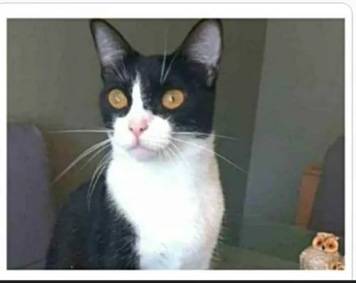 Gato ra a srd frajolinha  idade 2 anos nome MARGÔ 