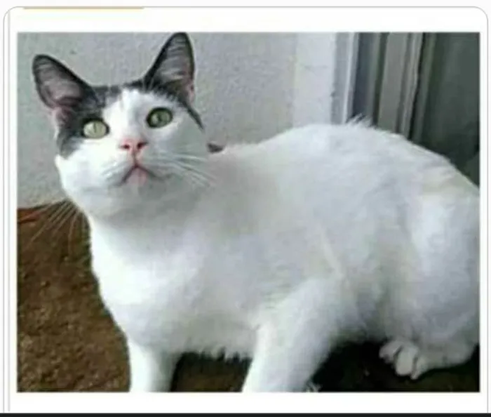 Gato ra a srd idade 2 anos nome JHON 