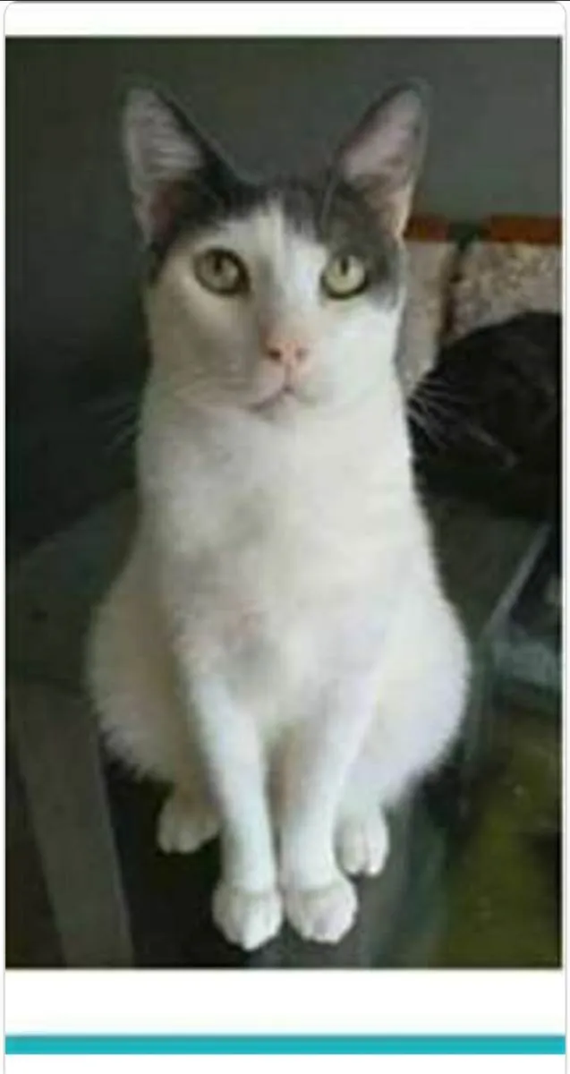 Gato ra a srd idade 2 anos nome JHON 