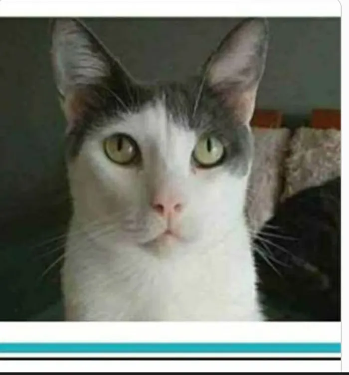 Gato ra a srd idade 2 anos nome JHON 