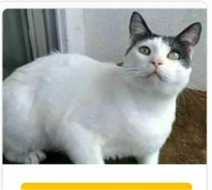 Gato ra a srd idade 2 anos nome JHON 