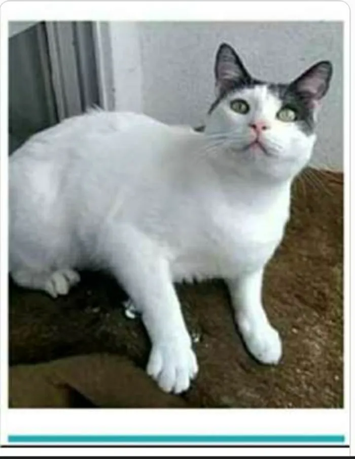 Gato ra a srd idade 2 anos nome JHON 
