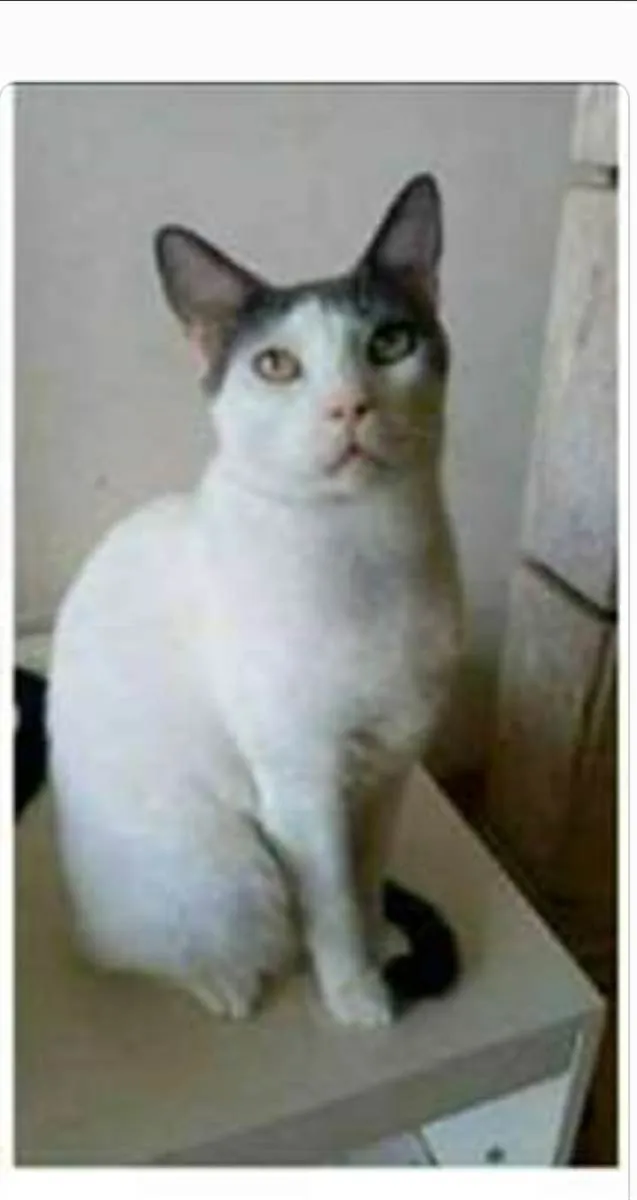 Gato ra a srd idade 2 anos nome JHON 