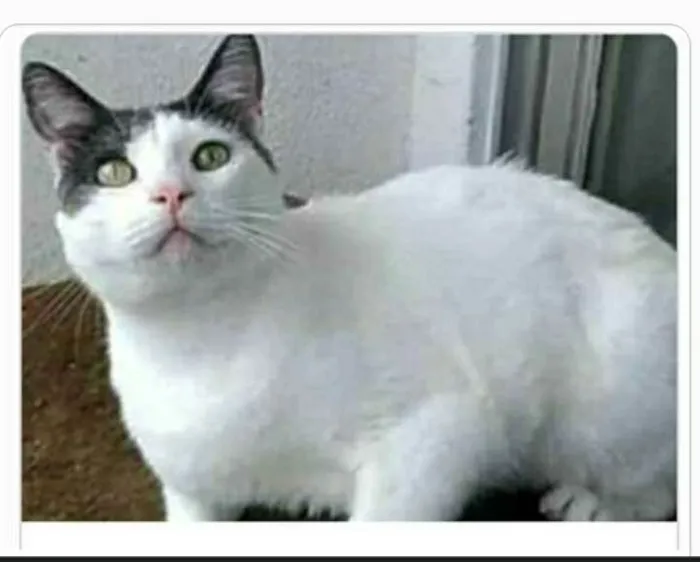 Gato ra a srd idade 2 anos nome JHON 