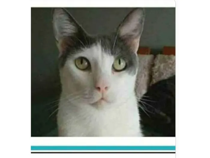 Gato ra a srd idade 2 anos nome JHON 