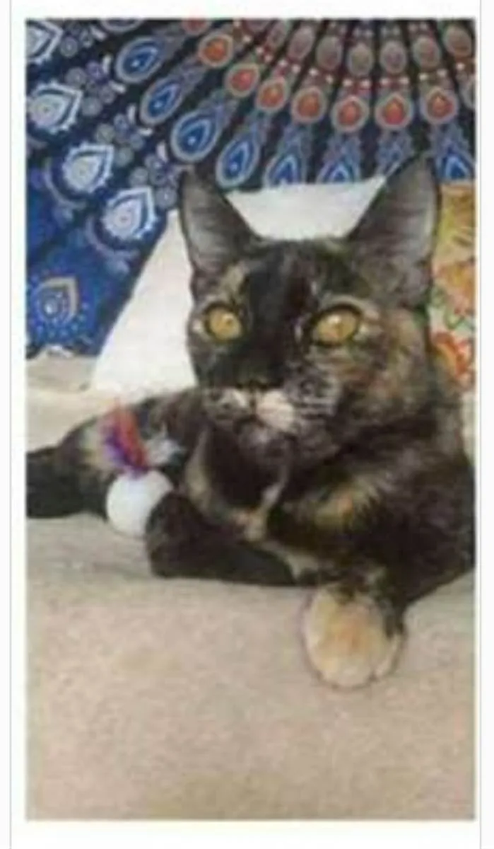 Gato ra a srd escaminha  idade 1 ano nome LUÍSA