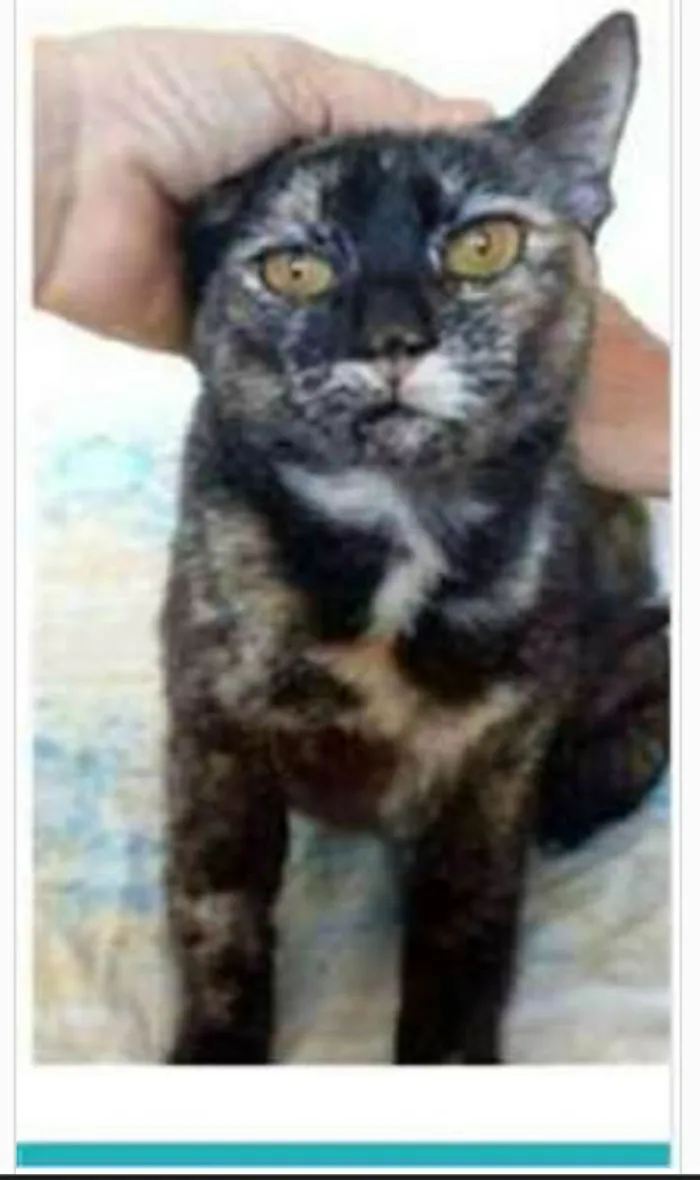 Gato ra a srd escaminha  idade 1 ano nome LUÍSA