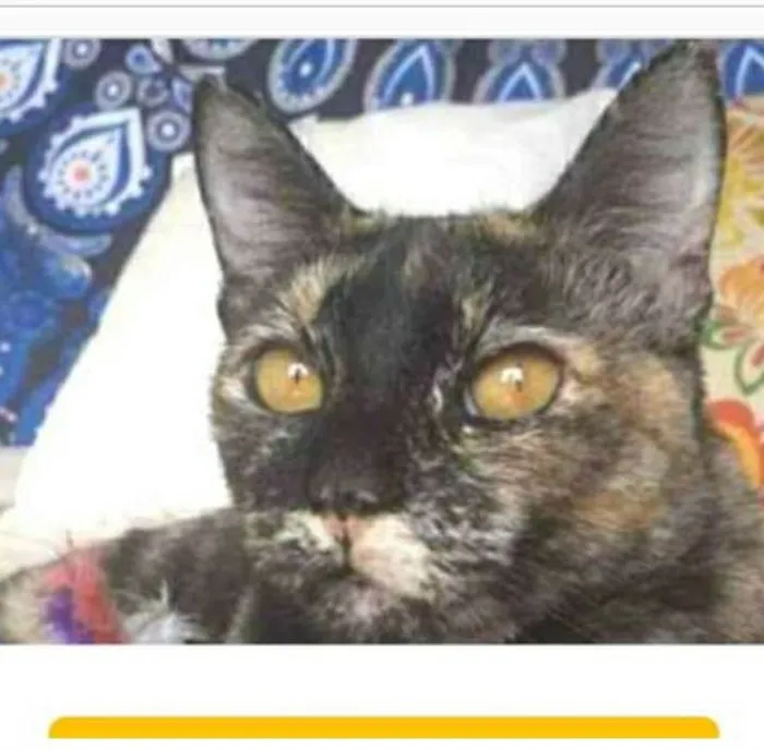 Gato ra a srd escaminha  idade 1 ano nome LUÍSA
