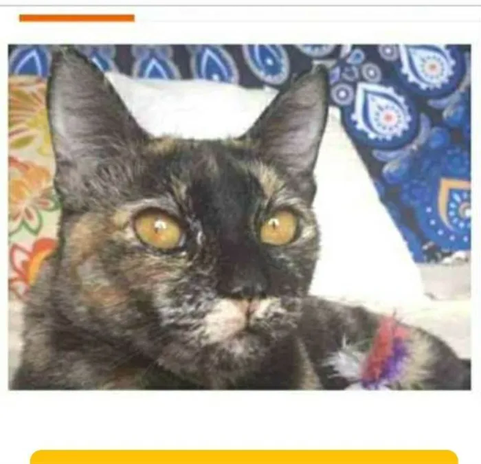 Gato ra a srd escaminha  idade 1 ano nome LUÍSA