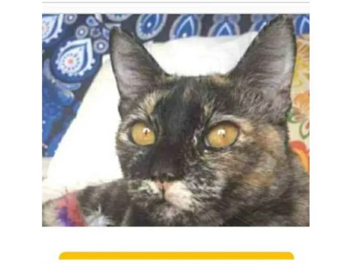 Gato ra a srd escaminha  idade 1 ano nome LUÍSA