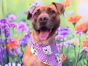 Cachorro raça Pit-Bull idade 2 anos nome Nina pit