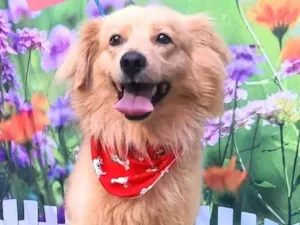 Cachorro raça Mix de Golden  idade 2 anos nome Leon 
