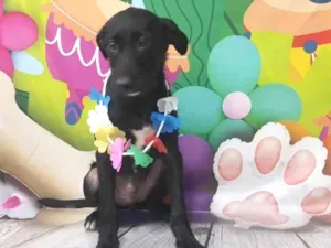 Cachorro raça Srd idade 2 a 6 meses nome Não tem