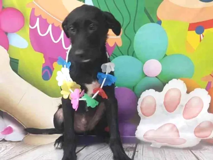 Cachorro ra a Srd idade 2 a 6 meses nome Não tem