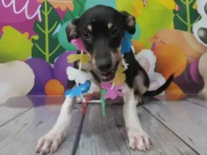 Cachorro raça Srd idade 2 a 6 meses nome Ñ tem