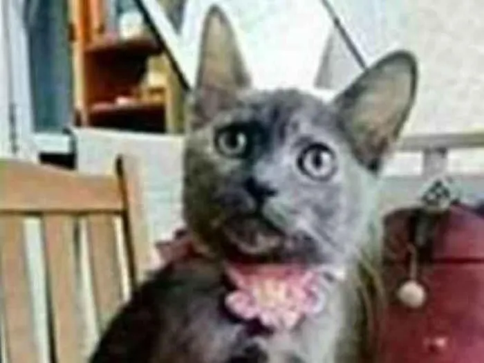 Gato ra a srd escaminha  idade 7 a 11 meses nome MARIA