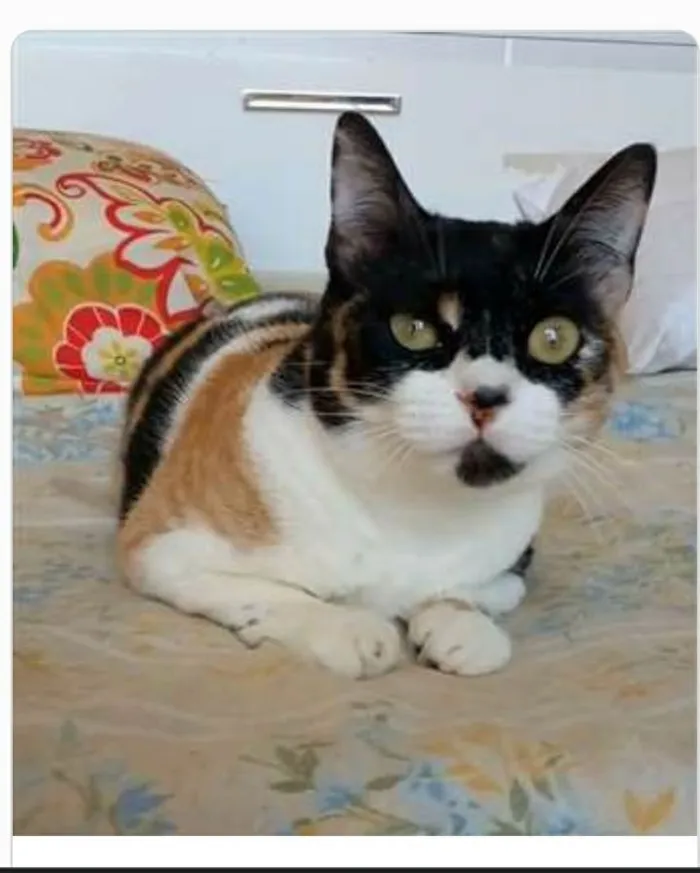 Gato ra a srd idade 1 ano nome SARA