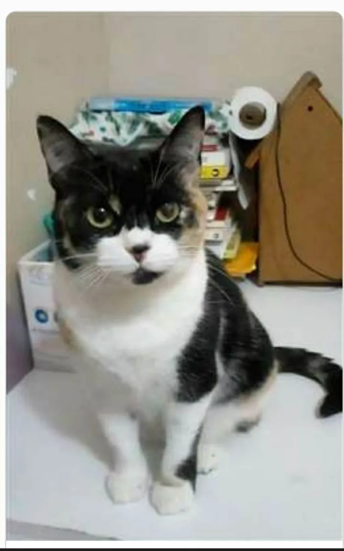 Gato ra a srd idade 1 ano nome SARA
