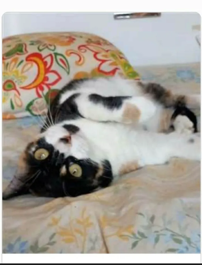 Gato ra a srd idade 1 ano nome SARA