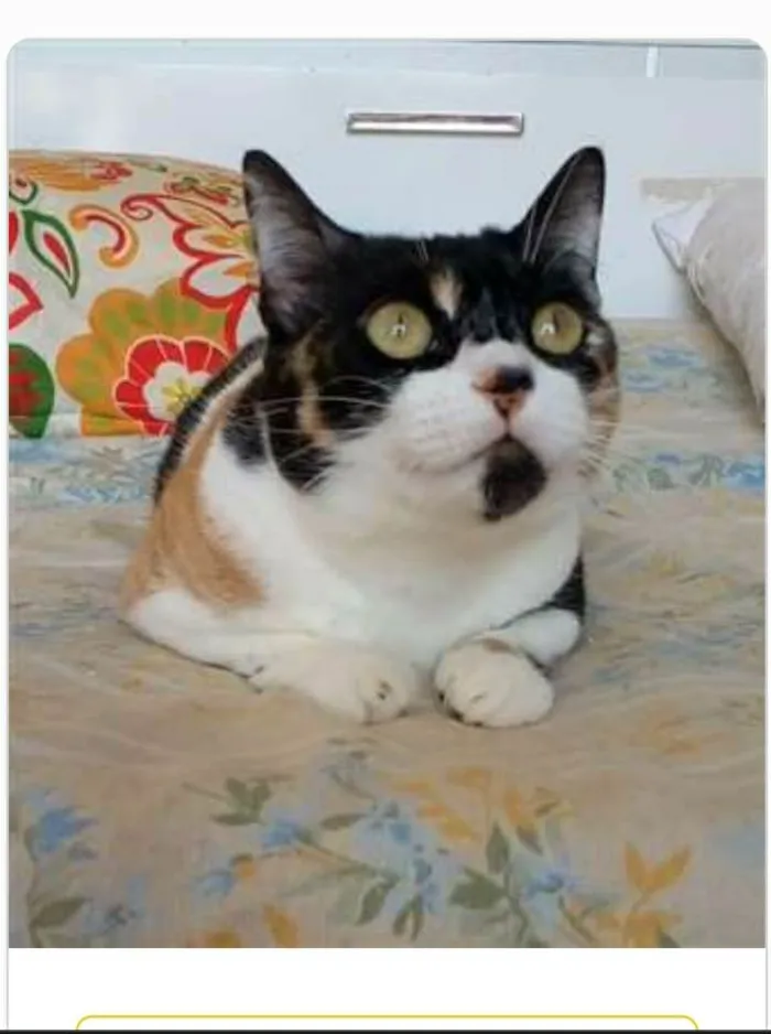 Gato ra a srd idade 1 ano nome SARA
