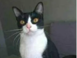 Gato raça srd frajolinha  idade 2 anos nome MARGÔ 