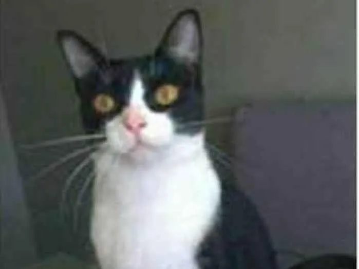 Gato ra a srd frajolinha  idade 2 anos nome MARGÔ 