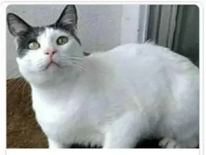 Gato raça srd idade 2 anos nome JHON 