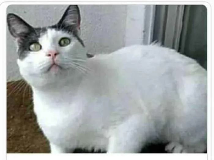 Gato ra a srd idade 2 anos nome JHON 