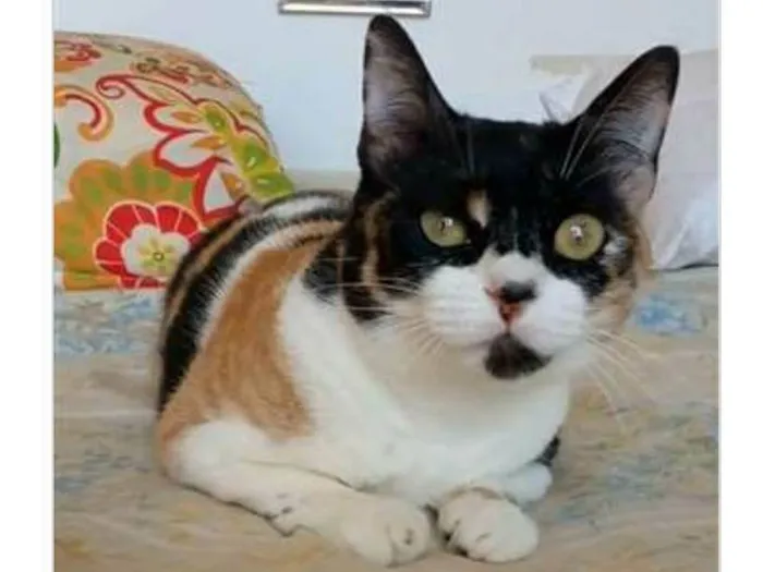 Gato ra a srd idade 1 ano nome SARA