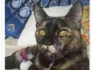 Gato raça srd escaminha  idade 1 ano nome LUÍSA