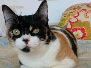 Gato raça srd idade 1 ano nome SARA