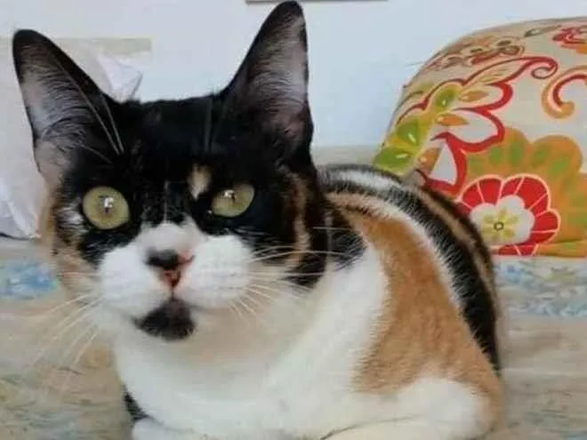 Gato ra a srd idade 1 ano nome SARA