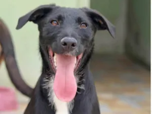 Cachorro raça  idade 2 anos nome Lana 